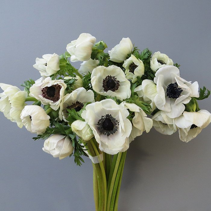 Anemone | DIY Flower Mart | Orlando, FL